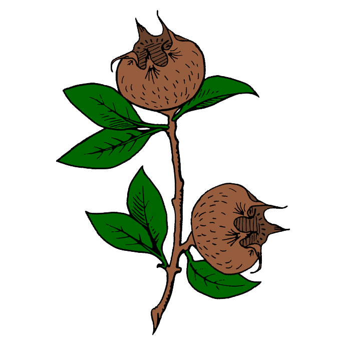 lucia_d_enzinas_badge.png lucia_d_enzinas_badge.png