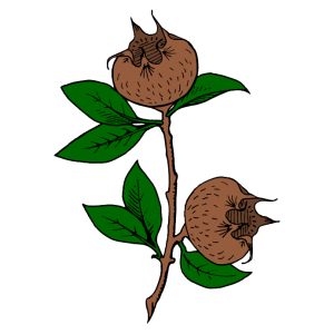 lucia_d_enzinas_badge.png