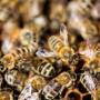 bees.jpg